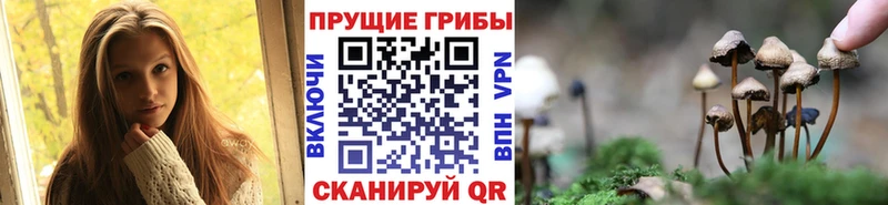 Псилоцибиновые грибы Psilocybine cubensis  Купить  Бабаево 